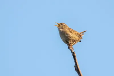 Крапивник - eBird