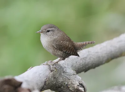 Eurasian wren ,Обыкновенный крапивник - Troglodytes troglodytes.  Photographer Evgeniy