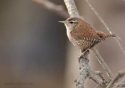 Крапивник (Troglodytes troglodytes). Птицы Европейской России.