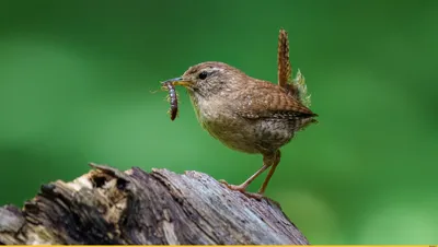 Крапивник (Troglodytes troglodytes). Фотогалерея птиц. Фотографии птиц  России, Беларуси, Украины, Казахстана, Таджикистана, Азербайджана.