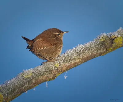 Крапивник (Troglodytes troglodytes). Птицы Европейской России.