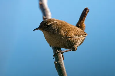 Крапивник (Troglodytes troglodytes). Фотогалерея птиц. Фотографии птиц  России, Беларуси, Украины, Казахстана, Таджикистана, Азербайджана.