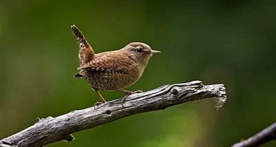 Крапивник (Troglodytes troglodytes). Птицы Беларуси.