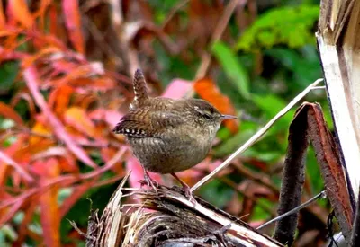 Крапивник (Troglodytes troglodytes)