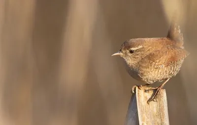 Крапивник (Troglodytes troglodytes). Птицы Беларуси.