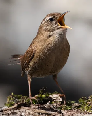 Крапивник (Troglodytes troglodytes). Птицы Сибири.