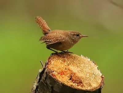 картинки : клюв, Домкрат, крапивник, Bewick s Wren, Певчий птица, Птица- птица, Ветка, Соловей, Дикая природа, Woodpecker finch, Зяблик, Болото  1969x1309 - houleps - 1597126 - красивые картинки - PxHere