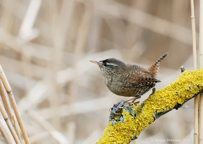 Программа \"Птицы Москвы и Подмосковья\" - Крапивник Troglodytes troglodytes  (Linnaeus, 1758) Northern Wren © Анна Голубева Куркино, Москва дата:  2019-09-20 | Facebook