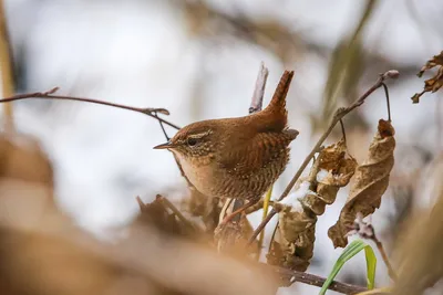 Крапивник Troglodytes troglodytes Winter Wren