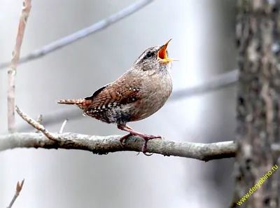 Крапивник (Troglodytes troglodytes). Птицы Европейской России.