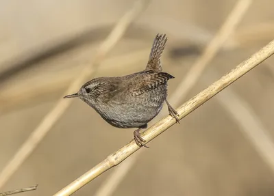 Крапивник Troglodytes troglodytes (Linnaeus, 1758) Northern Wren © Анна  Голубева Куркино, Москва дата: 2019-09-20 Одна из самых маленьких птиц  Евразии (и... | By Программа \"Птицы Москвы и Подмосковья\" | Facebook