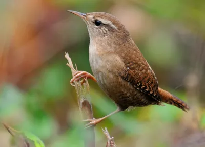 Крапивник (Troglodytes troglodytes). Фотогалерея птиц. Фотографии птиц  России, Беларуси, Украины, Казахстана, Таджикистана, Азербайджана.