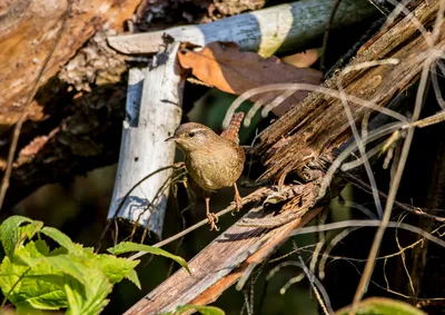 КРАПИВНИК (Troglodytes troglodytes) Крапіўнік, або Валавока / Семейство  Крапивниковые Troglodytidae В Беларуси T t troglodytes Обычная гнездящаяся  перелетная и транзитно мигрирующий птица, в небольшом количестве зимует В  югозападной Беларуси ...