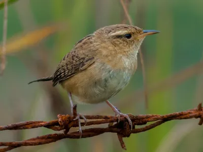 Крапивник (Troglodytes troglodytes) / Статьи / Птицы Европы