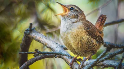 Крапивник Troglodytes troglodytes Winter Wren