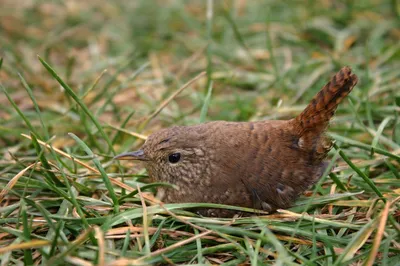 Фотокаталог птиц: Крапивник (Troglodytes troglodytes)