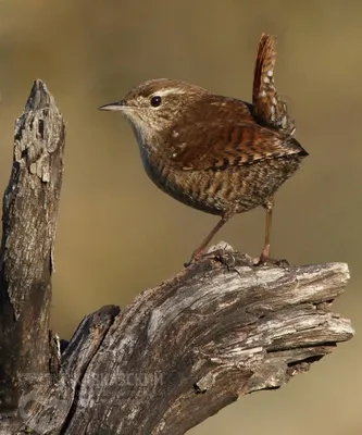 Крапивник (Troglodytes troglodytes). Птицы Кыргызстана.