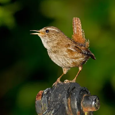 Крапивник - eBird