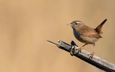 Крапивник.Troglodytes troglodytes. | BirdWatch.by