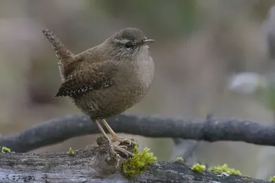 Американский крапивник - eBird