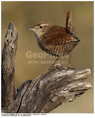 Eurasian wren singing in spring forest | Film Studio Aves - YouTube