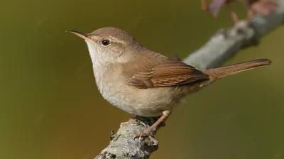 Крапивник Каролинский - Carolina Wren. Photographer Etkind Elizabeth