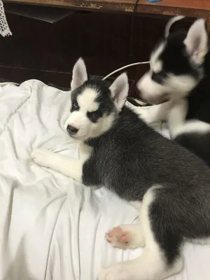 Сегодня у ребят такие красивенькие картины получились! 😍 захотелось  поделиться у себя на страничке ☺️ Занятия проходят в инклюзивный… |  Instagram