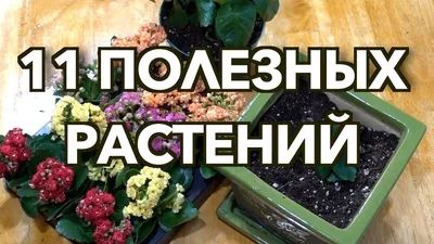 Купить комнатные растения, цветы в Минске | Продажа домашних цветов в  горшках