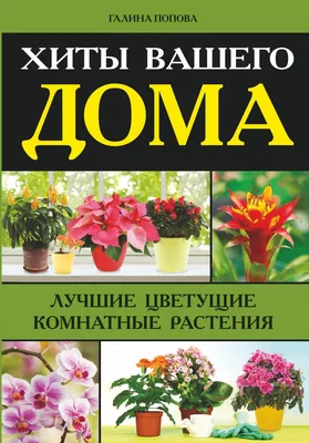 Красивоцветущие растения для зимнегно подоконника | Антонов сад - дача и  огород | Дзен