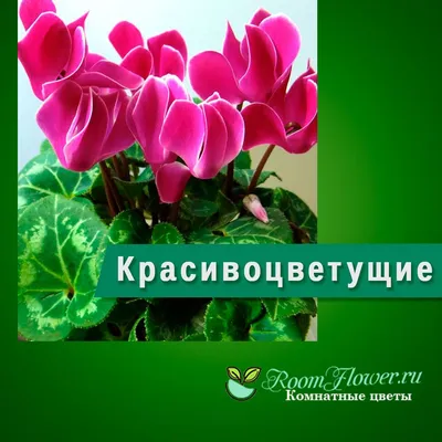 Бугенвиллии-красиво цветущие комнатные растения, взрослые и молодые. в  Владимире