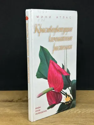 Красиво цветущие комнатные растения для новогоднего декора | Кокедама ру