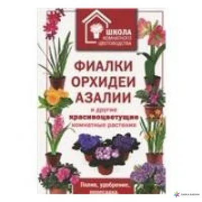 10 лучших красивоцветущих комнатных растений | Цветочные горшки, Цветы в  горшках, Комнатные цветы