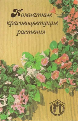 Продам Бугенвиллии- красиво цветущие комнатные растения. Объявления. Купить комнатные  растения в Владимире - Животные и Растения на Gde.ru 21.05.2022