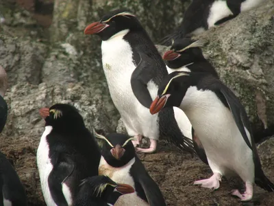 Любовь папуанских пингвинов: камни вместо цветов, моногамия и «разводы» |  Animal Kingdom | Дзен