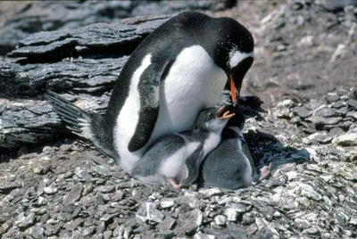 Красивый пингвин Gentoo идя на снег в Антарктике Стоковое Изображение -  изображение насчитывающей пингвин, природа: 70486261