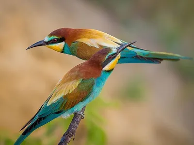 Красивый полет чайка стоковое фото. изображение насчитывающей птиц -  156768180