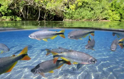 Красивые рыбы под водой» — создано в Шедевруме