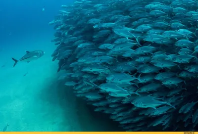 Рыба с черными полосками. Большие красивые рыбы под водой.. Животные в  аквариуме. Большие сельдяных хвост и масштабы. В её естеств Стоковое Фото -  изображение насчитывающей зебра, пресноводно: 206877906