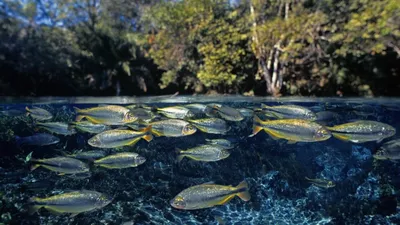 Рыба с черными полосками. Большие красивые рыбы под водой.. Животные в  аквариуме. Большие сельдяных хвост и масштабы. В её естеств Стоковое  Изображение - изображение насчитывающей вода, черный: 186881147