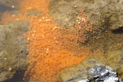 Красивые рыбки под водой» — создано в Шедевруме