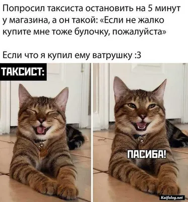 Самые милые животные - от котят до панд