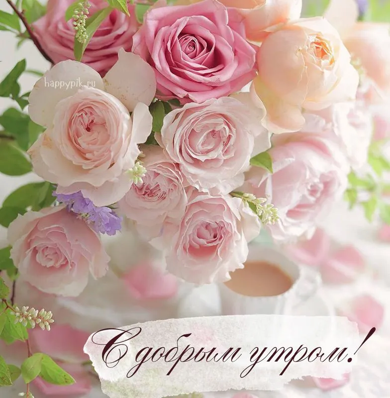 С добрым утром! | Красивые цветы, Доброе утро, Цветы С добрым утром! | Красивые цветы, Доброе утро, Цветы