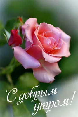 Красивые цветы - Доброе утро, друг. Желаю тебе проснуться... | Facebook