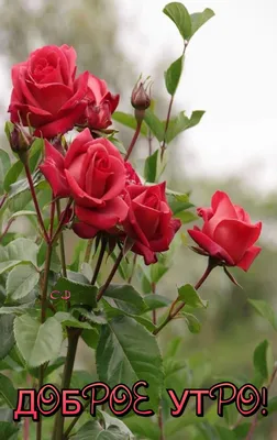 Доброе Утро любимым! 🌹 | Красивые розы, Цветочные букеты, Доброе утро