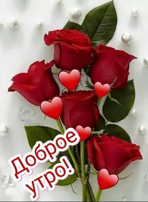 Доброго утра | Красивые розы, Доброе утро, Розы