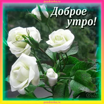 Весенние открытки \"Доброго утра!\" (230 шт.)