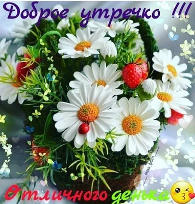 Самые красивые картинки с цветами с добрым утром (140 фото) 🔥 Прикольные  картинки и юмор