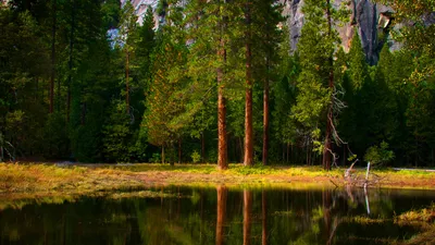 Картинка на рабочий стол леса, вода, природа, фото, красивые картинки для рабочего  стола, деревья, дерево, отражение 1366 x 768