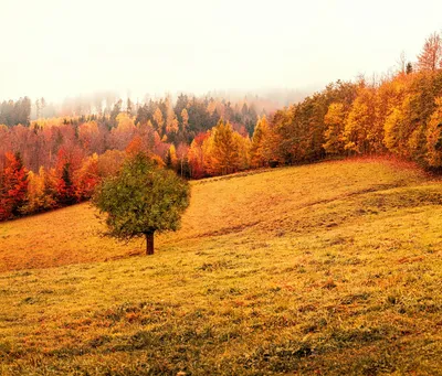 Осень, Autumn◽️ | Осень, Обои, Флорист