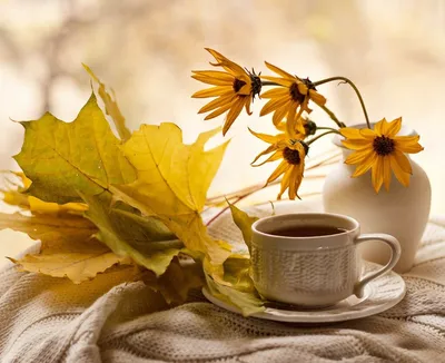 Осенние картинки с добрым утром: красивые и прикольные | Мотивационные  картинки, Осенние картинки, Осень